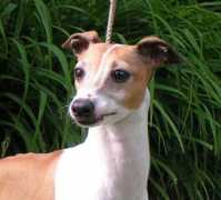 buchioitaliangreyhounds.com Buchio