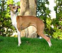 buchioitaliangreyhounds.com Buchio