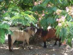 myhorses.us Buckette