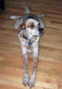 gotpetsonline.com Bucklar