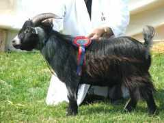 pygmygoat.co.uk Buckling