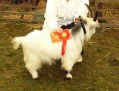 pygmygoat.co.uk Buckling