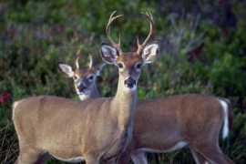 Bucks