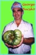 njtomato.com Bucsko