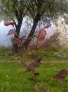 digart.pl Buczi