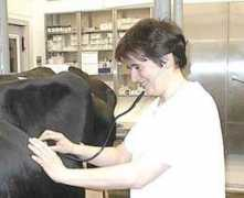 medvet.umontreal.ca Buczinski