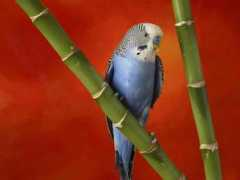 myfreewallpapers.net Budgerigar