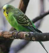 itsnature.org Budgerigar