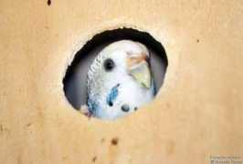 trunet.oiseaux.net Budgerigar