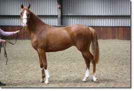 auchmillanarabians.org.uk Budour
