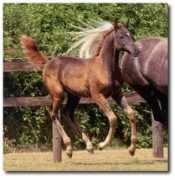 auchmillanarabians.org.uk Budour