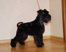 flerdimon.ru Budovich