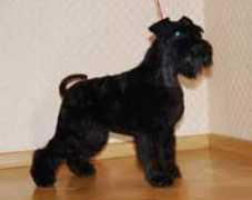 flerdimon.ru Budovich