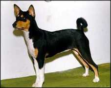 basenji.junix.cz Budsky