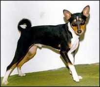 basenji.junix.cz Budsky