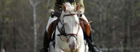 solaris-sport-horses.co.uk Buenno
