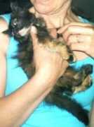 Bufas