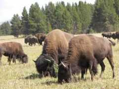 panoramio.com Buffalos