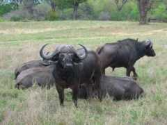 panoramio.com Buffalos