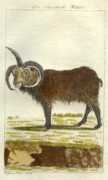 Bufon
