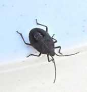 Bugged