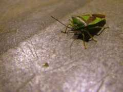Buggin