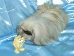 vivapets.com Bughy