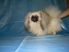 vivapets.com Bughy