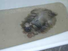 vivapets.com Bughy