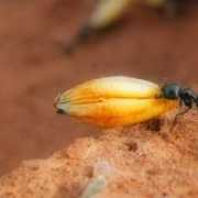 Buguna