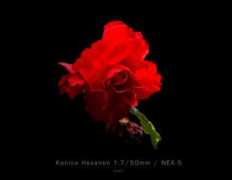 forum.mflenses.com Buhla