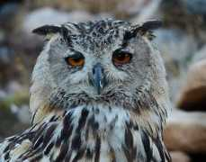 panoramio.com Buhuhu