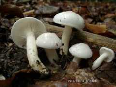 pilzfotopage.de Buillard