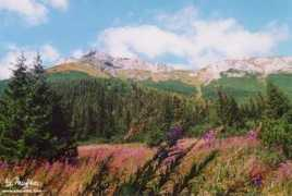 tatry.info Bujacz