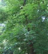 Bujing