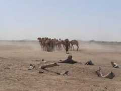 wardheernews.com Bulali