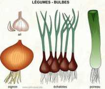 infovisual.info Bulbe