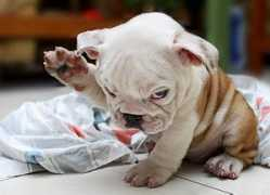 Buldogue