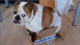 Buldogue