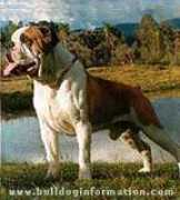 Buldogue