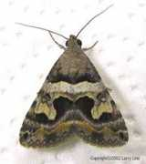 Bulia