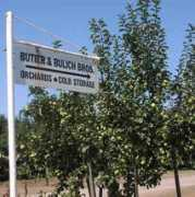Bulich