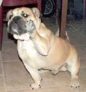 Bulie