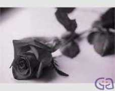 Bulutt
