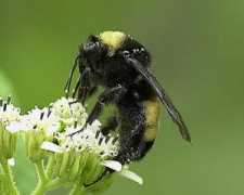 Bumbee
