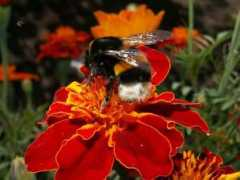 Bumblebees
