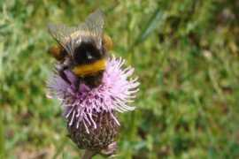 berwickwildlifegroup.org.uk Bumbus