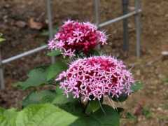 botanic.jp Bungei