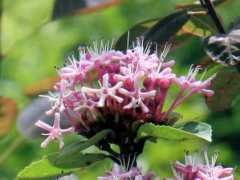 botanic.jp Bungei