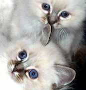 gotcatsonline.com Bunina